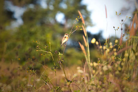 A common chaffinch perched on a grassy meadow.の写真素材