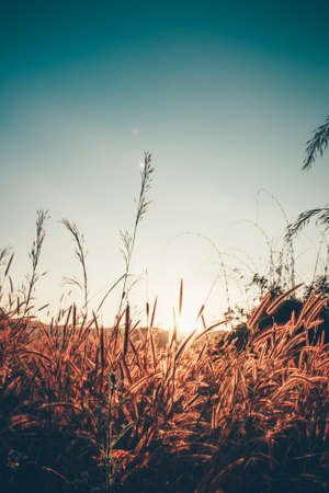 Grass flower in the meadow with sunset background - vintage filterの写真素材