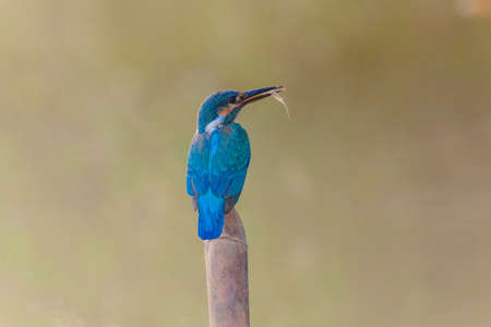 Common Kingfisher (Alcedo atthis) perched on a stickの写真素材
