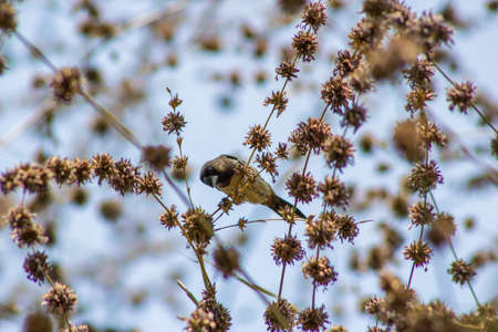 A closeup shot of a little bird sitting on a flower with blurred backgroundの写真素材