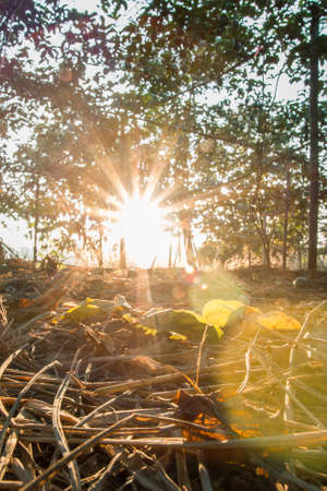 Sunset in the forest. Sun rays through the branches of trees.の写真素材