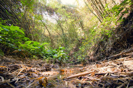 Tropical rainforest with bamboo trees and fallen leaves. Nature backgroundの写真素材