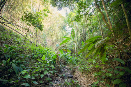 Tropical rainforest in Costa Rica, Central America, Central Americaの写真素材
