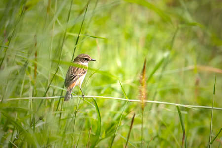 A common wheatear (Saxicola rubicola) perched in tall grass.の写真素材