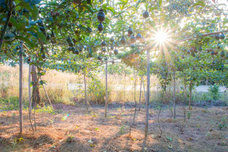 Fruit tree in the garden with sunlight in the morning, agriculture conceptの写真素材