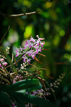 Beautiful orchids in the garden. Selective focus.の写真素材