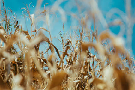 Dry corn field with blue sky background. Close-up.の写真素材