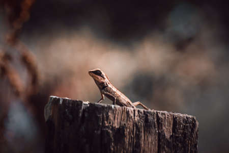 A lizard is sitting on a tree stump in the forest. A lizard is looking for food.の写真素材