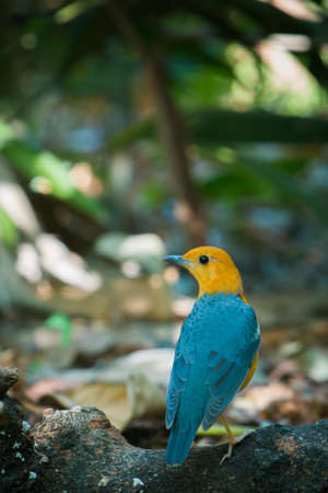 Beautiful yellow and blue bird standing on a tree in the forestの写真素材
