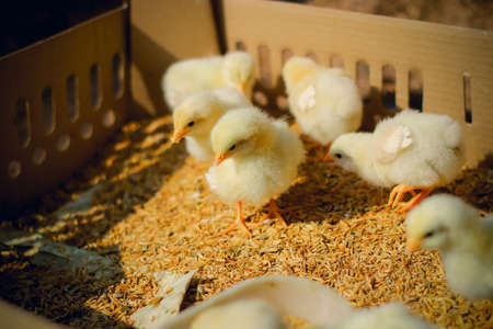 Cute little yellow chickens on the farm. Selective focus.の写真素材