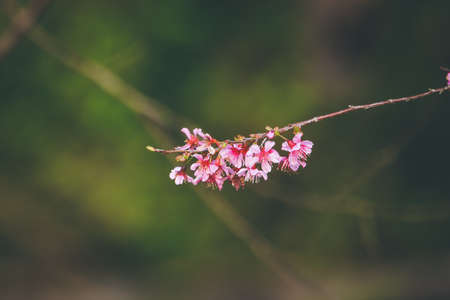 Wild Himalayan Cherry flower ( Prunus cerasoides)の写真素材