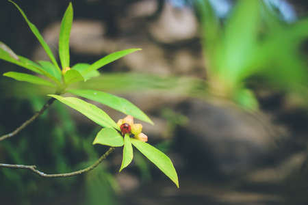 Beautiful tropical flower in the garden. Selective focus.の写真素材