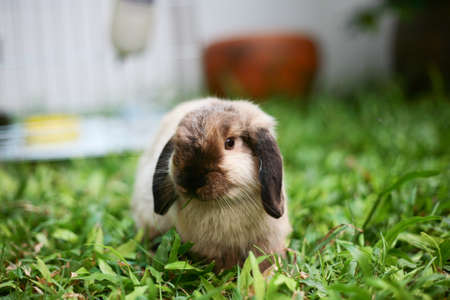 Rabbit holland lop siamese colorの写真素材
