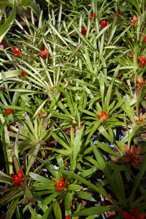 flowers guzmania beautiful green leavesの写真素材