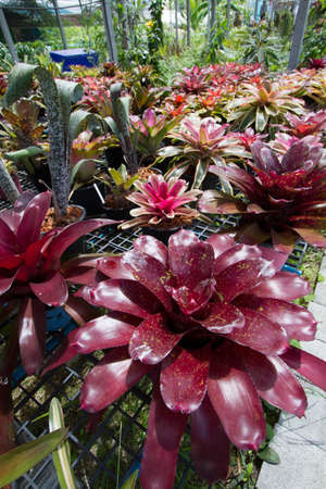 flowers guzmania beautiful green leavesの写真素材