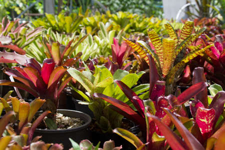 flowers guzmania beautiful green leavesの写真素材