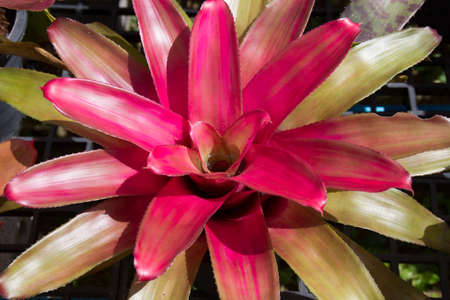 flowers guzmania beautiful green leavesの写真素材