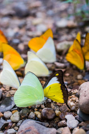 Lot of forest butterfly at Paliu waterfall Hua Hin Thailandの写真素材