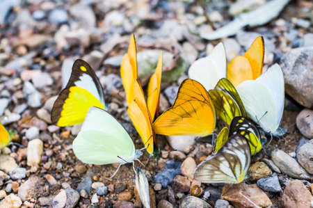 Lot of forest butterfly at Paliu waterfall Hua Hin Thailandの写真素材