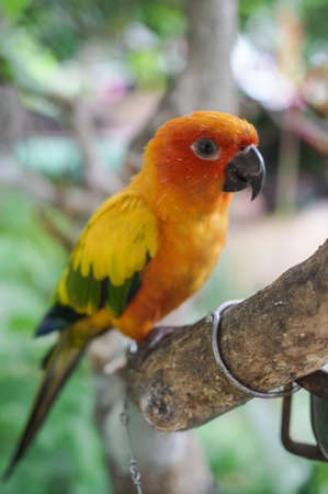 Sun Conure Parrot