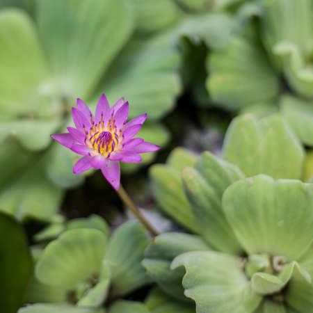 a pink lotus flower under a leafの写真素材