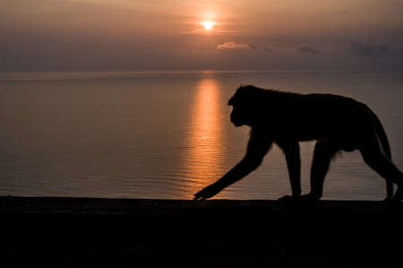 Thai monkey on the hill  sunrise on the beach backgroundの写真素材