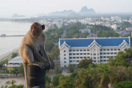Thai monkey on the hill beach background