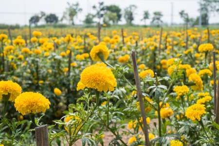 marigold flower fieldの写真素材