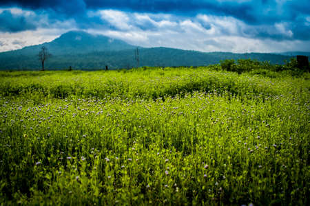 Pra Pong , Sra-Khaw National Park Thailand の写真素材
