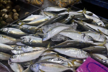 fresh fish for sale in Thailand marketの写真素材
