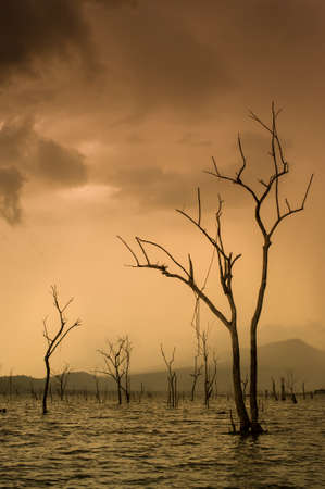died trees on the river Thailandの写真素材
