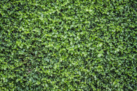 Green leaf wall backgroundの写真素材