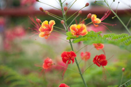 Beautiful tropical flame tree flowersの写真素材