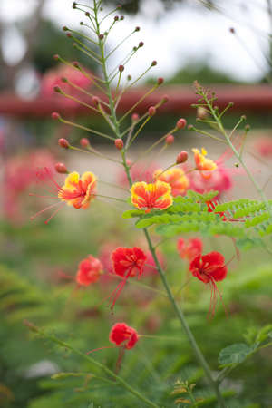 Beautiful tropical flame tree flowersの写真素材