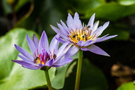 bees and lotus waterlily in the lakeの写真素材