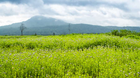 National Park Thailandの写真素材