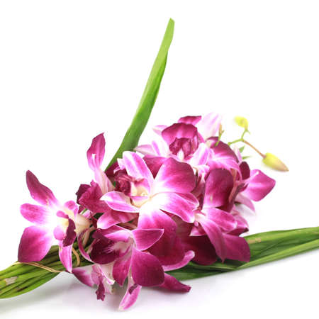 Pink orchid isolated on a white backgroundの写真素材