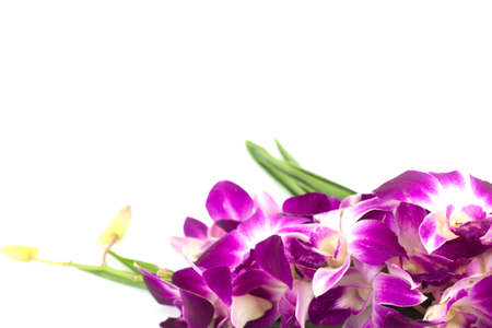 Pink orchid isolated on a white backgroundの写真素材