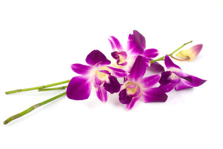 Pink orchid isolated on a white backgroundの写真素材