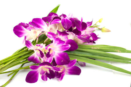 Pink orchid isolated on a white backgroundの写真素材