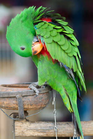 Green Eclectus Parrotの写真素材