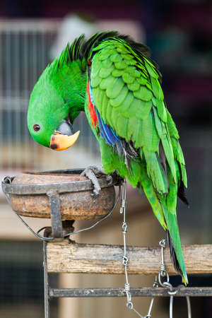 Green Eclectus Parrotの写真素材