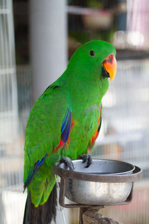 Green Eclectus Parrotの写真素材