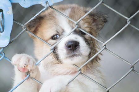 Thai puppy dogの写真素材