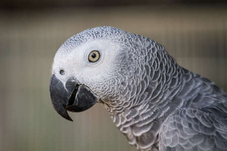 White Eclectus Parrotの写真素材