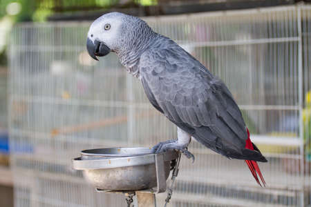 White Eclectus Parrotの写真素材