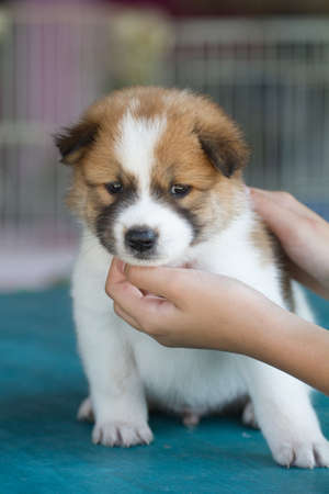 Thai puppy dogの写真素材