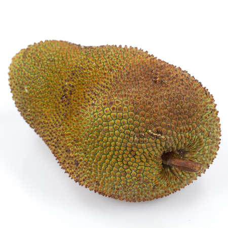 cempedak fruit Thailand in white backgroundの写真素材