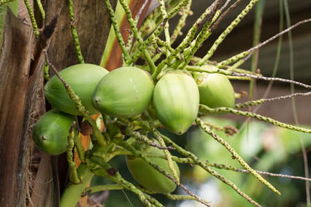 Green coconut on the  treeの写真素材