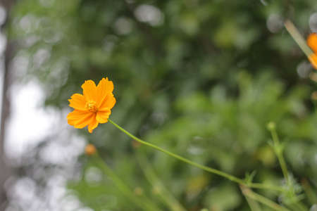 orange color flowersの写真素材